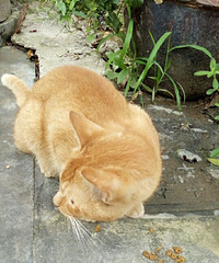 һ���Ѿ�������è����������Ȥ����ϵ�����