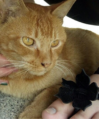 һ���Ѿ�������è����������Ȥ����ϵ�����