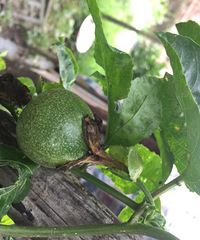 ¥���İ����