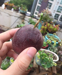 ¥���İ����