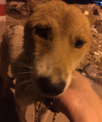 ��������֢��