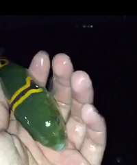 ����ѧ����ʲô