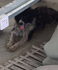 ��Ҽ񵽵ģ���Ұ�æ��ɢ�£�����ë���ˣ�