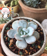 ��ô�ȿ���������������