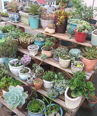 ���������С����