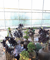 ��ʦ����