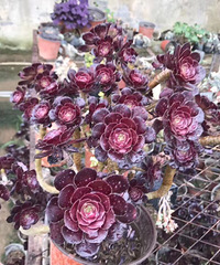 ��ʦ����