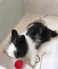 ���ȴ��ȵ�èè������������