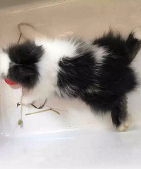 ���ȴ��ȵ�èè������������