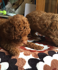 ���������İ���������