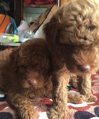 ���������İ���������