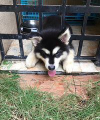 ��������˹��.�ǳ�����