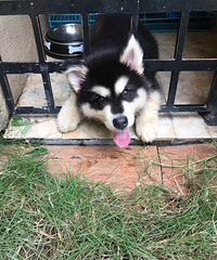 ��������˹��.�ǳ�����