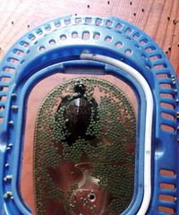 ��ة��챻������