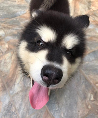 ��������˹�ӣ��ǳ����ţ�