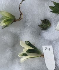 �������ȣ����������ˣ��´λ��ǵ����������