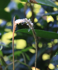 ͵�ø���������