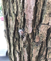 ����ʲô����