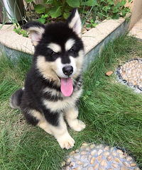 ��������˹��