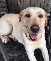 #Ѱ����ʾ#���Ӽҵ�С����ֻ��������7��