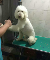 ����˿������������ͩ���ͷ����һֻ��Ħ��