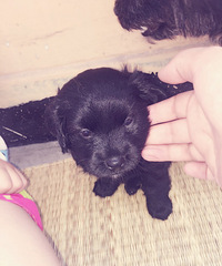 ���͵ܵܣ����ܳ��ѣ���ʼԤ������������