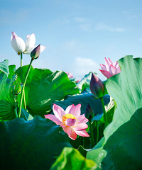 ���ɾ������Ļ�԰