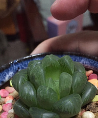 ������ͽ