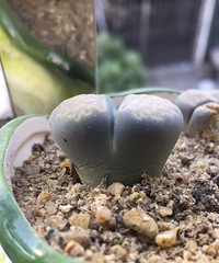 ������ͽ