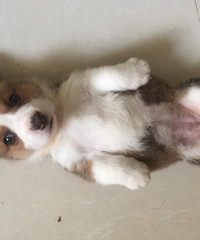 ̨�ݽ�������һ�Ѽ���˫Ѫͳ�»���������