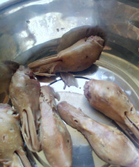 ��������Ѽͷ