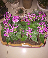 �����ݲ�