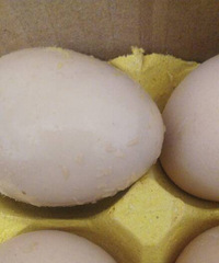 �����ϡ������Ｆ�������������ö���