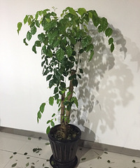 �ʣ��Ҹ���Ϊë�ϵ�Ҷ��