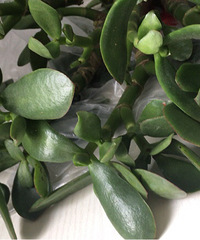 ���������������������Ŀ����𣿣�