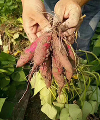 ���ٰ�С��������Ŵ�ɿڣ���ɫ���������ʵ�