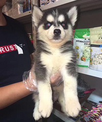 ��ʿ����ĸ �۸����