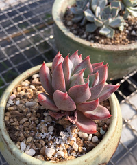 ����һ����������ɫ���˲��ٰ�