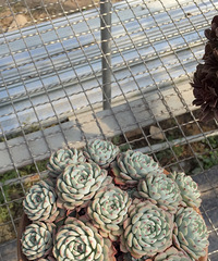 ����һ����������ɫ���˲��ٰ�