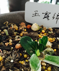 玉露锦砍头后贡献的最后一个极上斑玉露锦