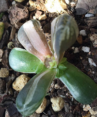 ��¶����ͷ���׵����һ�����ϰ���¶��