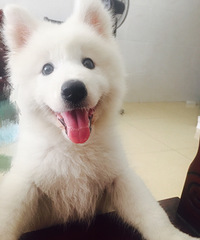 ���Ҽ����ĸ��¾�Ʒ��ĦҮ�ͼ۳�