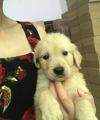 40�쵥Ѫͳ��ë3��4ĸ���¼���