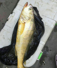 ������Ұ�������