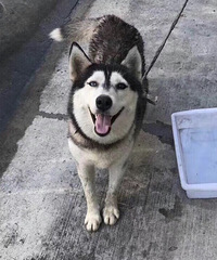 �񵽶���һֻ���ص������ǰ�����˿�����