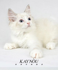 Kaynou家布偶找铲屎官啦