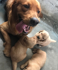 ��Һã�������������