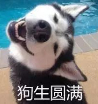 狗生圆满!混入动物园狼群的那只哈士奇,娶了头母狼还当了爹...