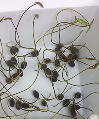 �ܲ��ܿ�����