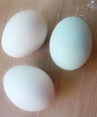 ʣ�����ĵ�����Ƥ������Ŷ